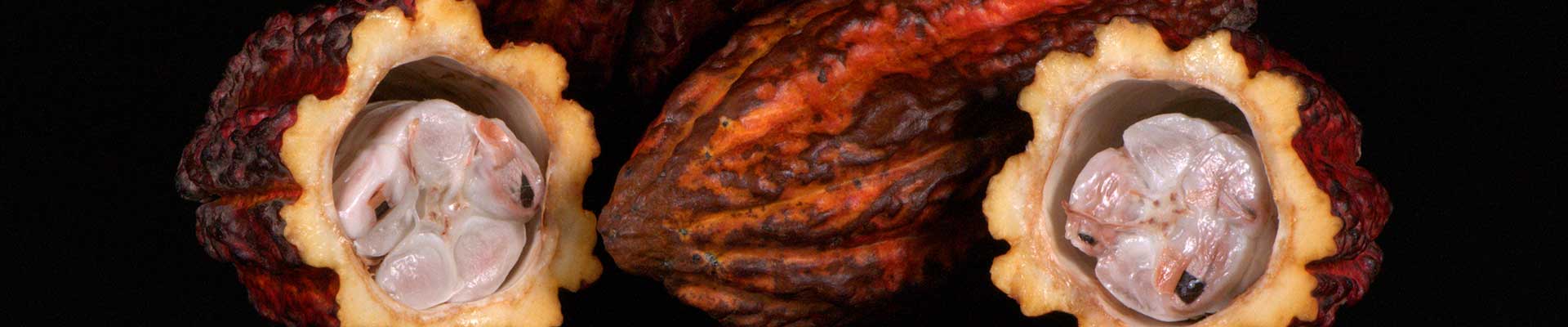 THEOBROMA CACAO - POKARM BOGÓW